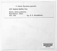 Septoria betulina image